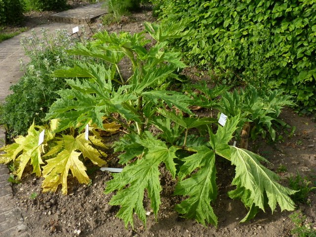 Heracleum mantegazzianum feuille